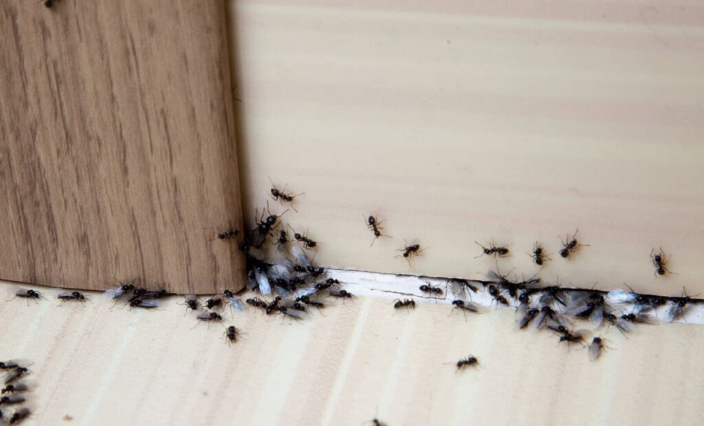 How to Get Rid of Ants in Walls